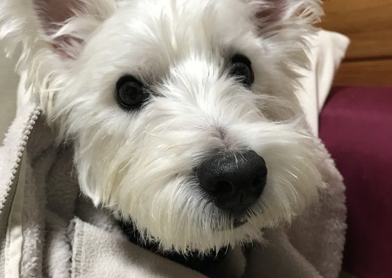 我が家の愛犬『トト』くんです。