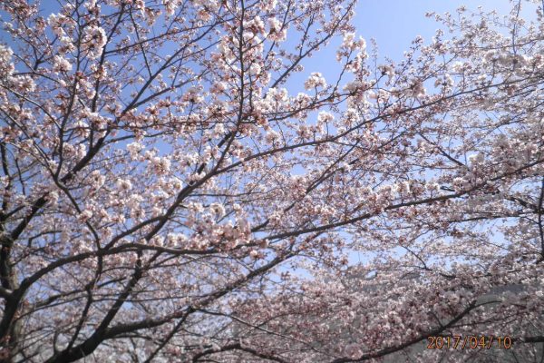 春は、やはり桜の季節ですね…